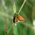 small skipper